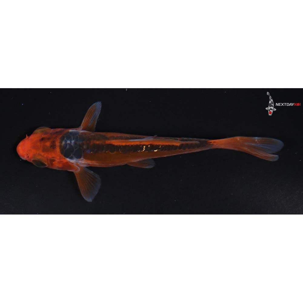 3.5” Imported Hana Shusui