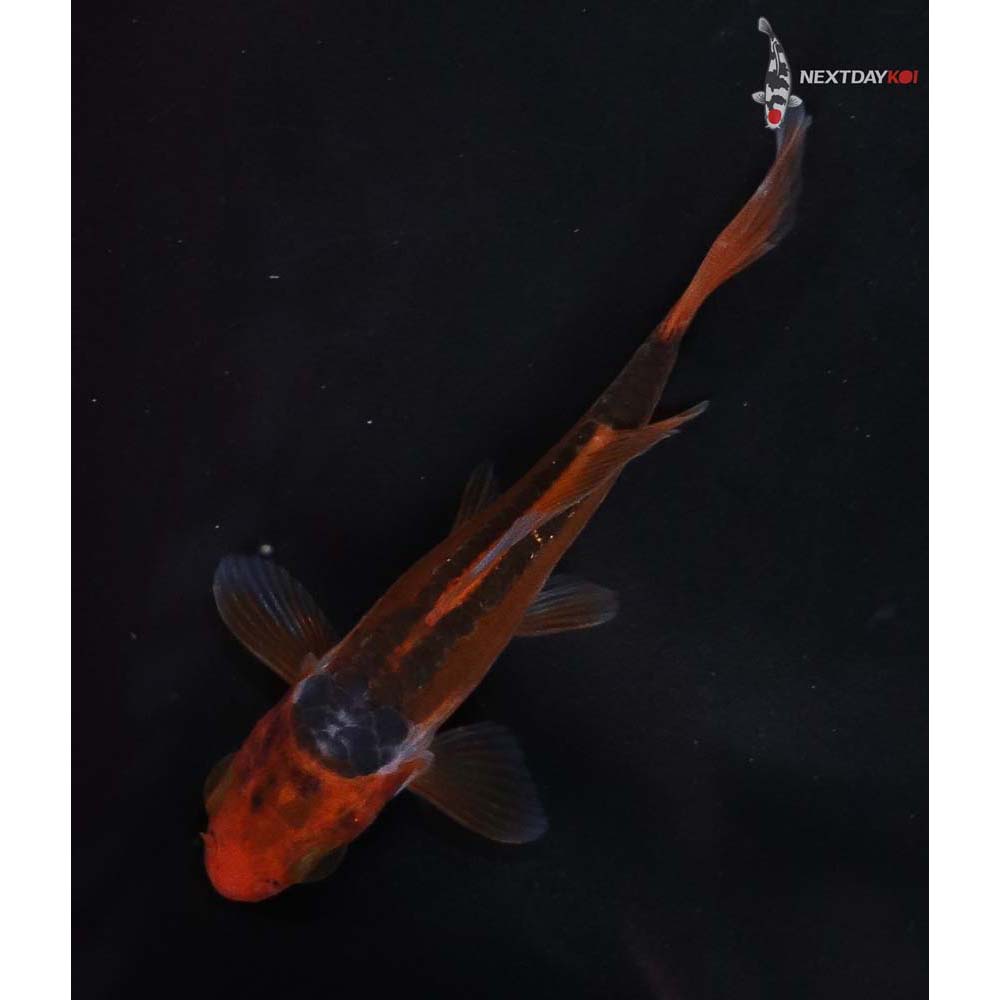 3.5” Imported Hana Shusui