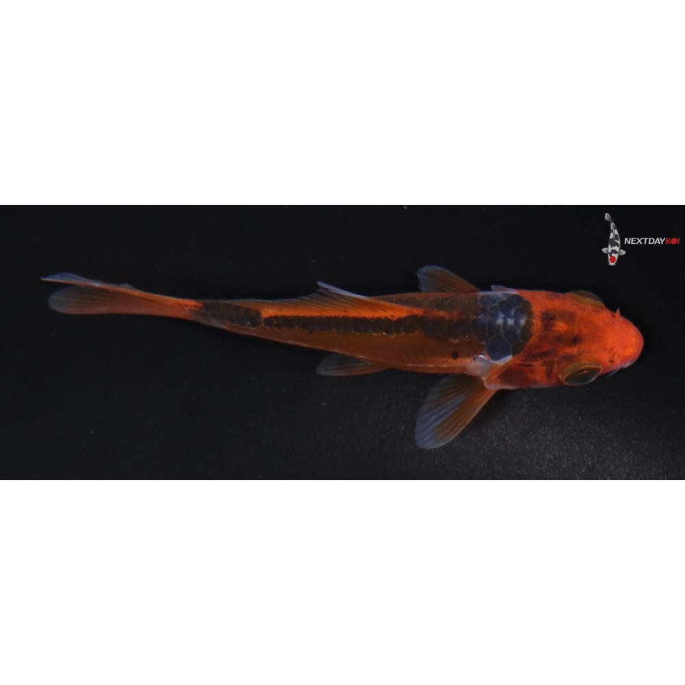 3.5” Imported Hana Shusui