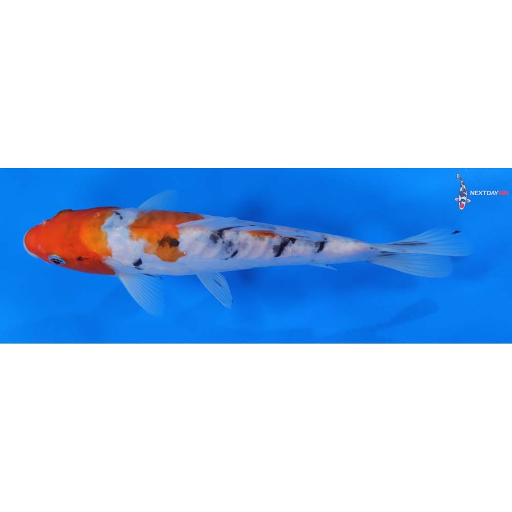 8.5” Imported Doitsu Sanke
