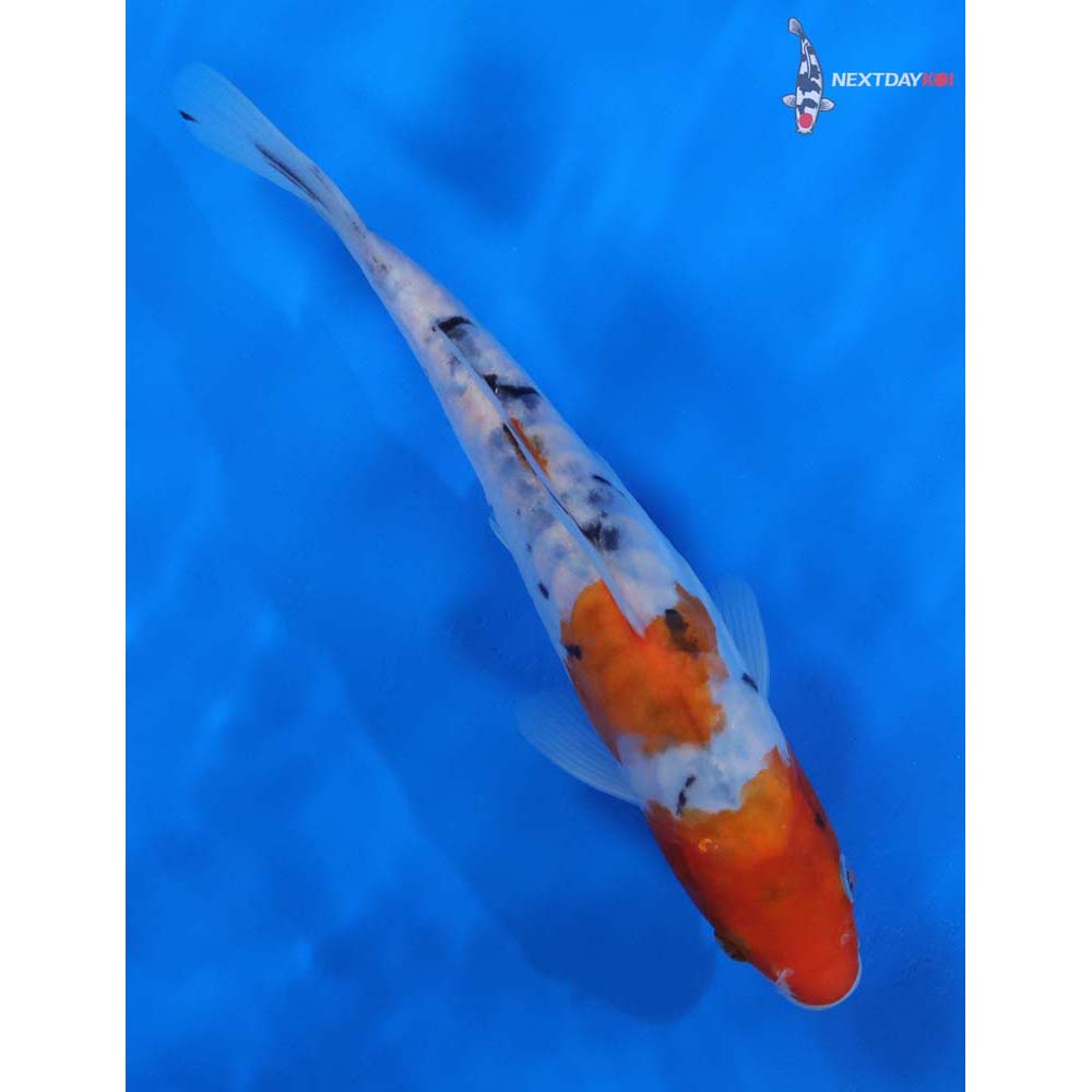 8.5” Imported Doitsu Sanke
