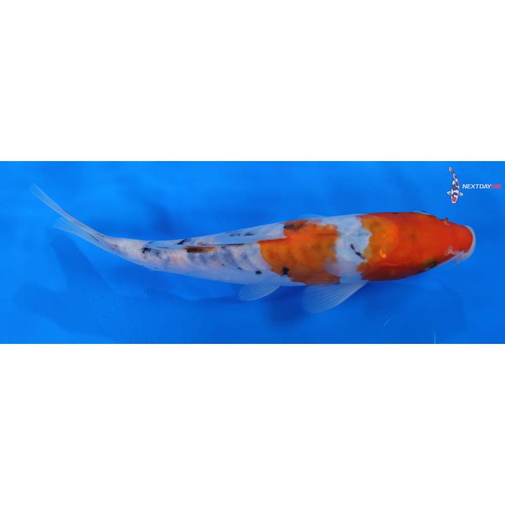 8.5” Imported Doitsu Sanke