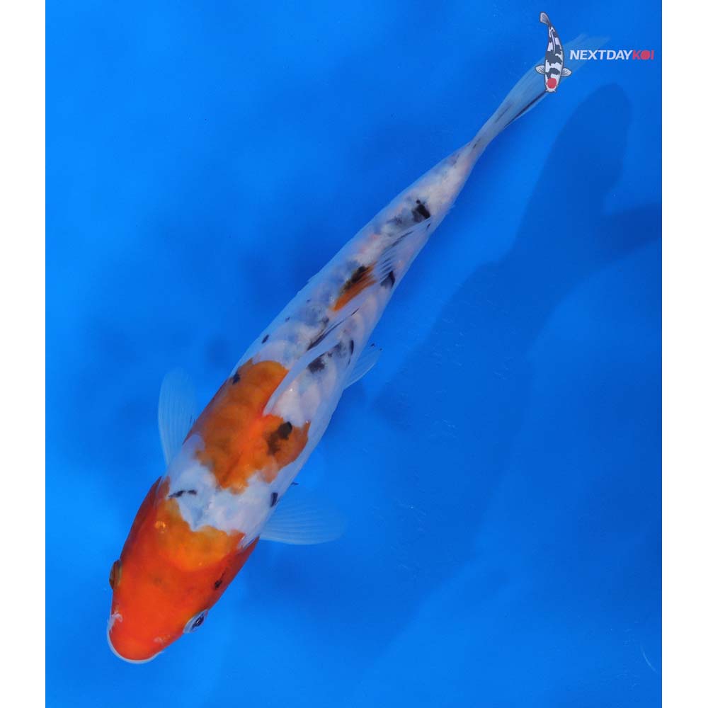 8.5” Imported Doitsu Sanke