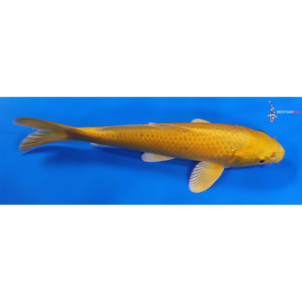 8” Imported Yamabuki Ogon