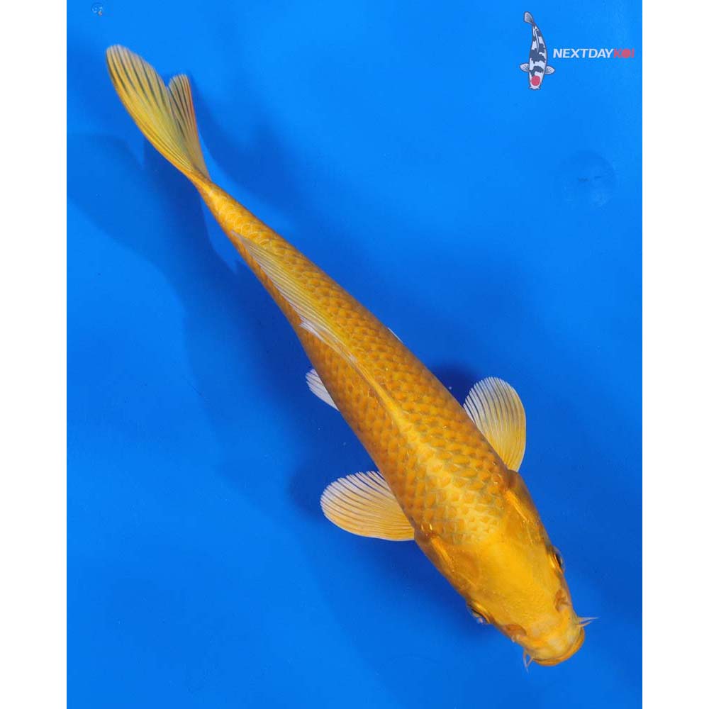 8” Imported Yamabuki Ogon