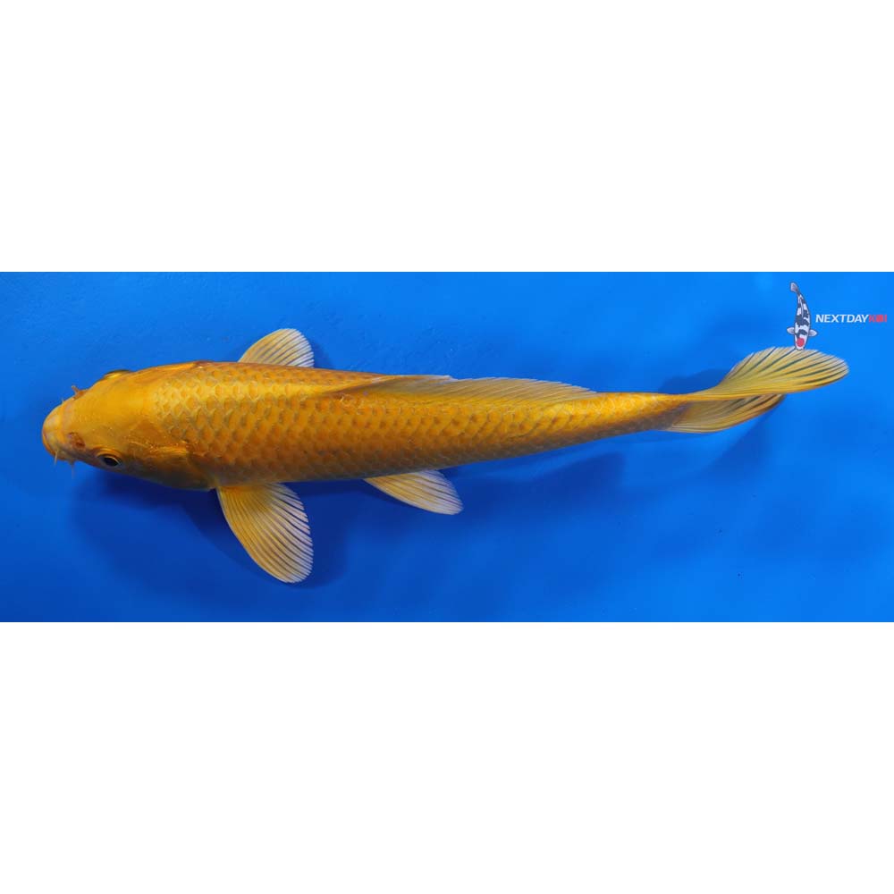 8” Imported Yamabuki Ogon