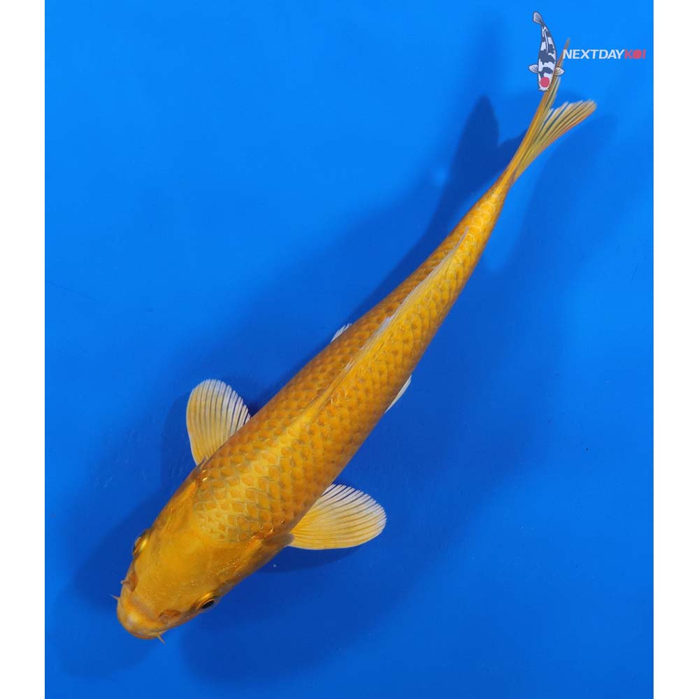 8” Imported Yamabuki Ogon