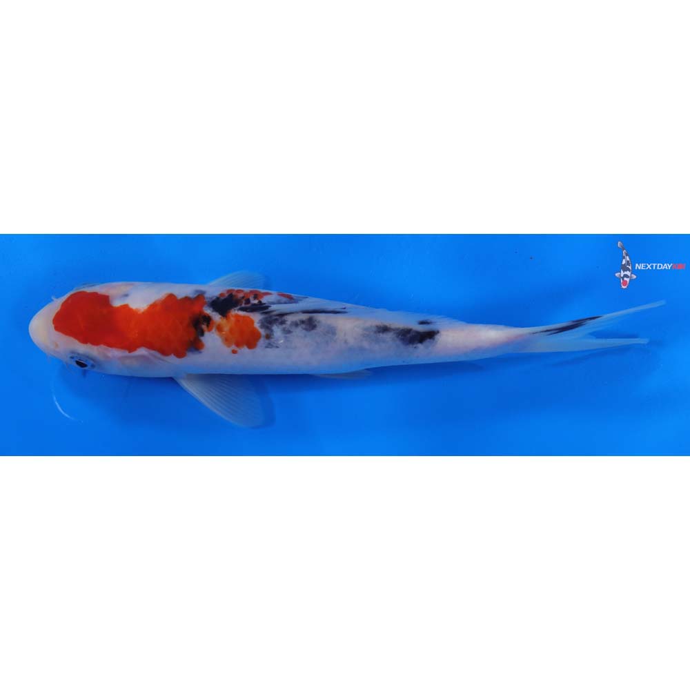 8” Imported Sanke