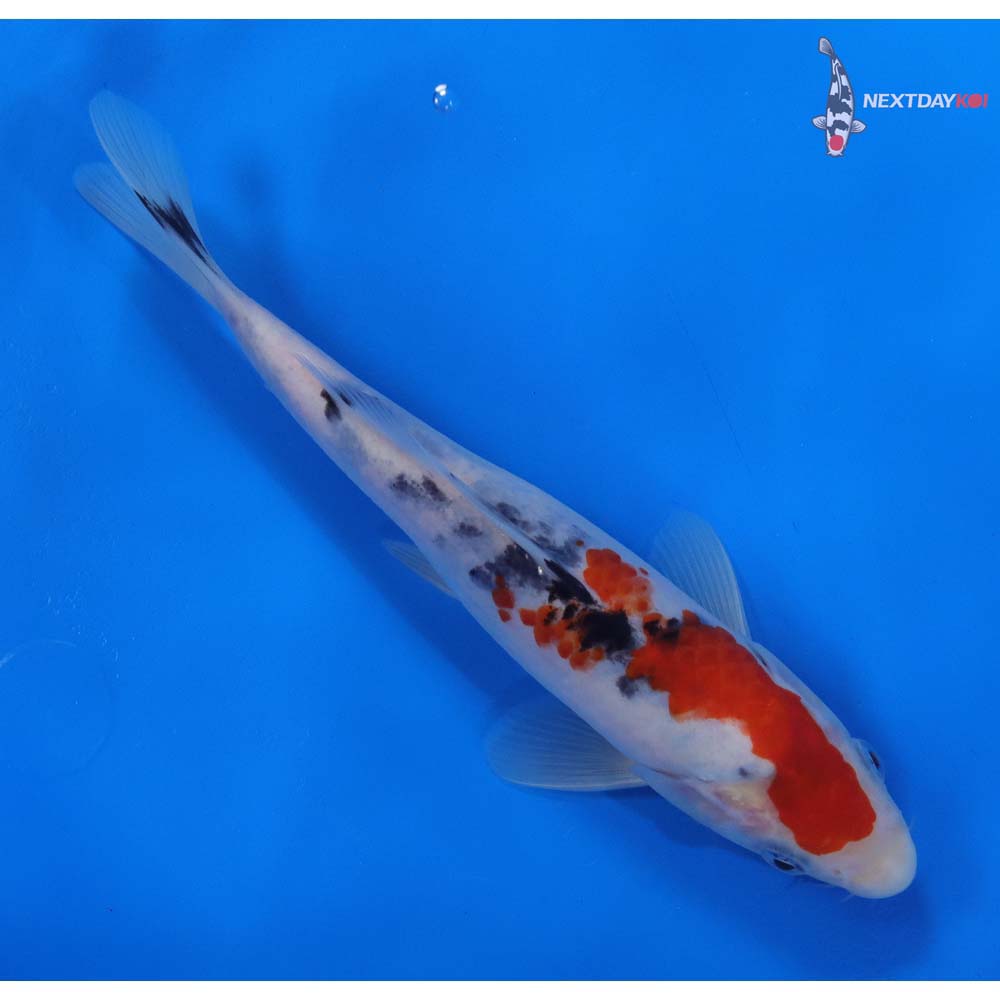 8” Imported Sanke