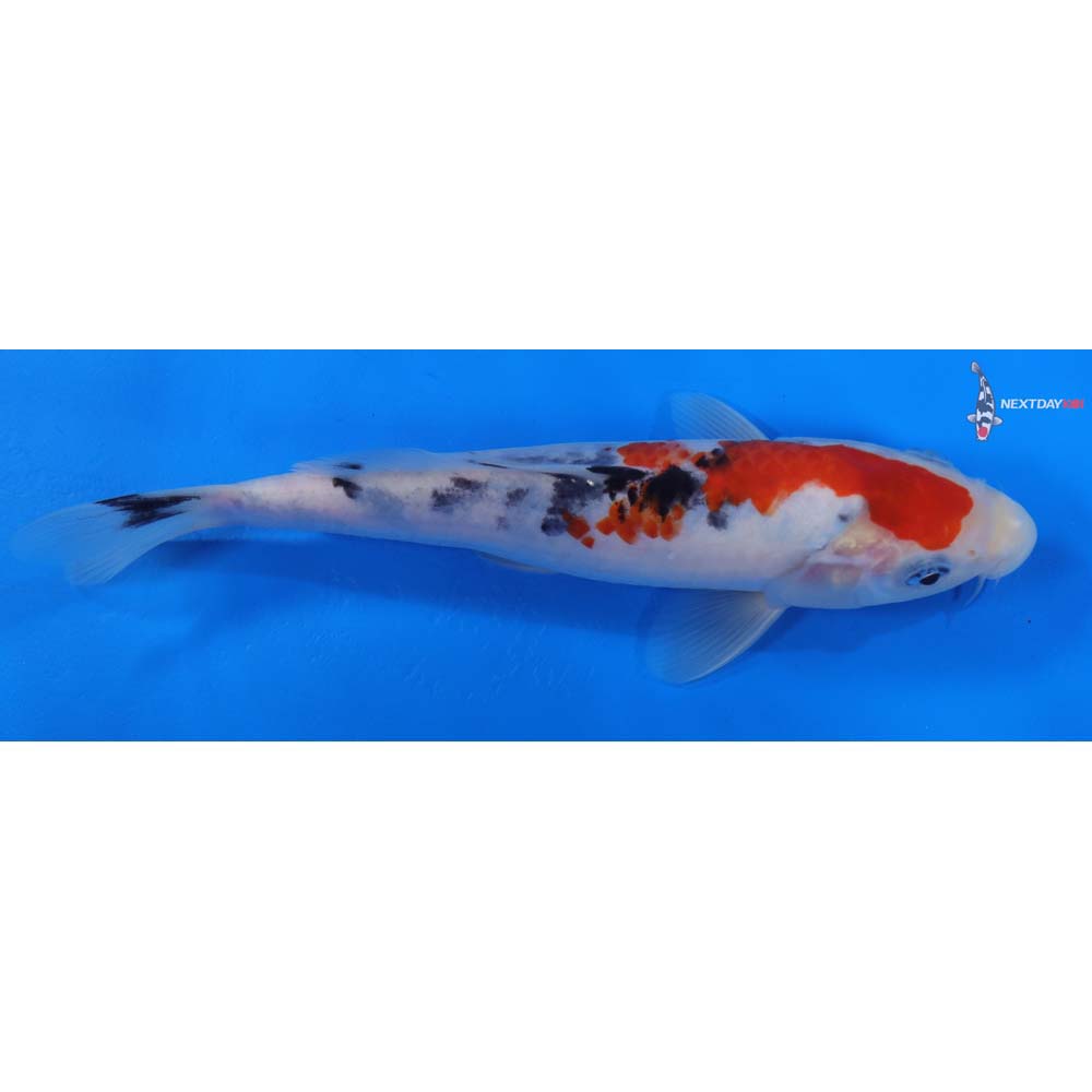 8” Imported Sanke