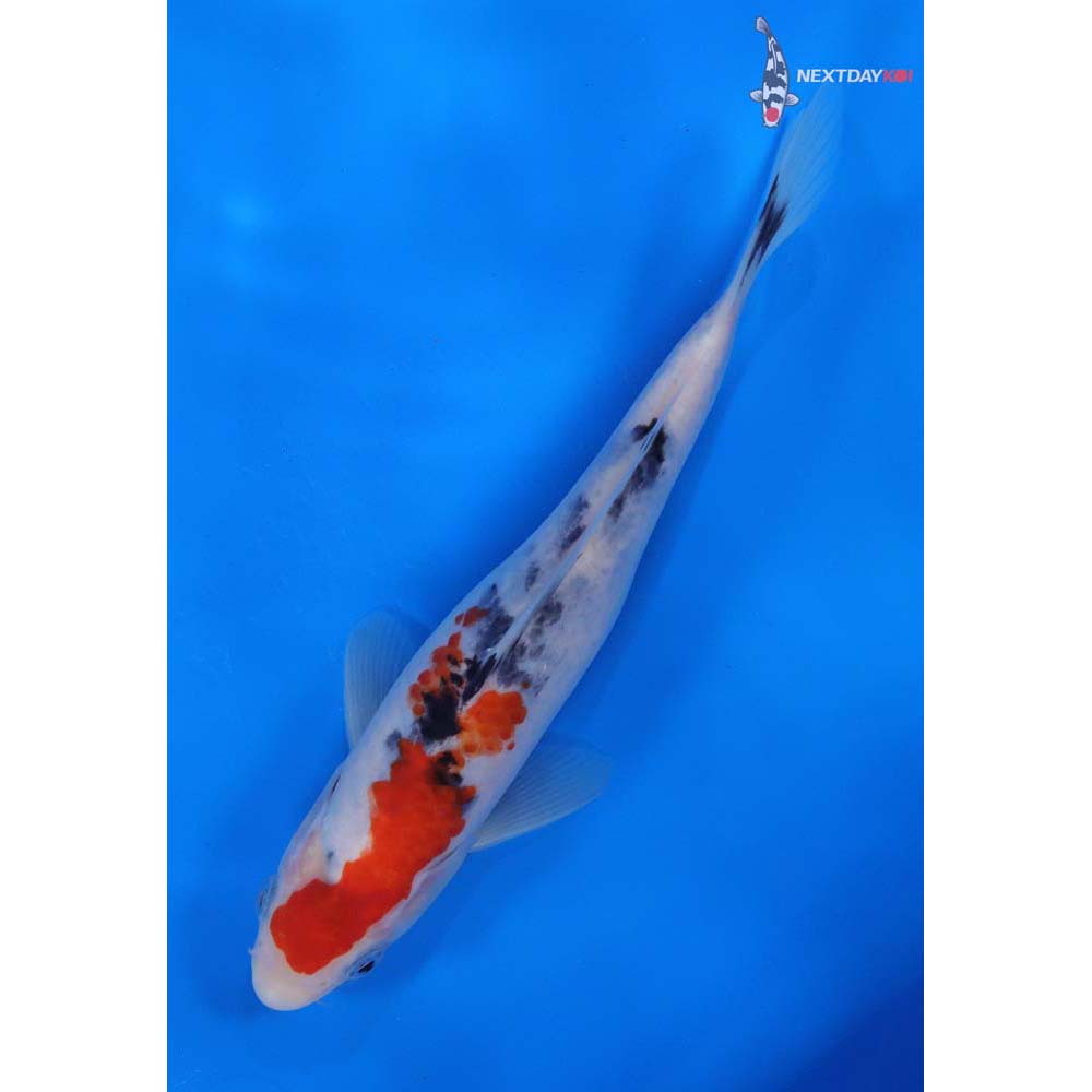 8” Imported Sanke