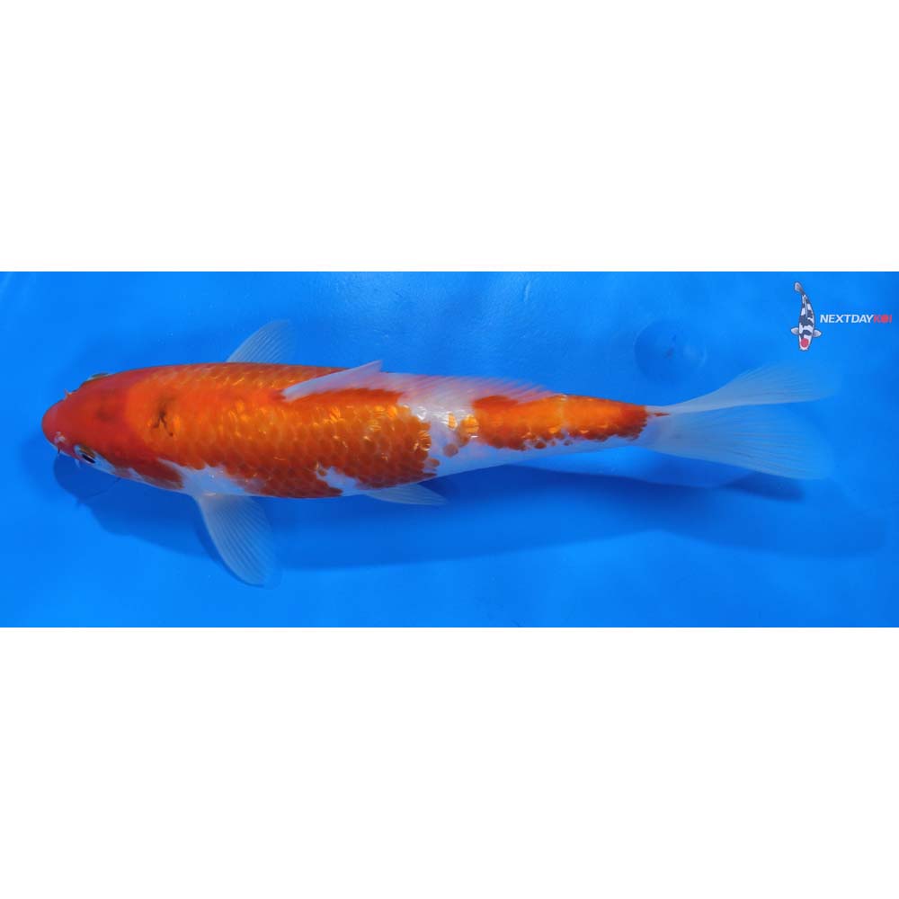 8” Imported Gin Rin Kohaku