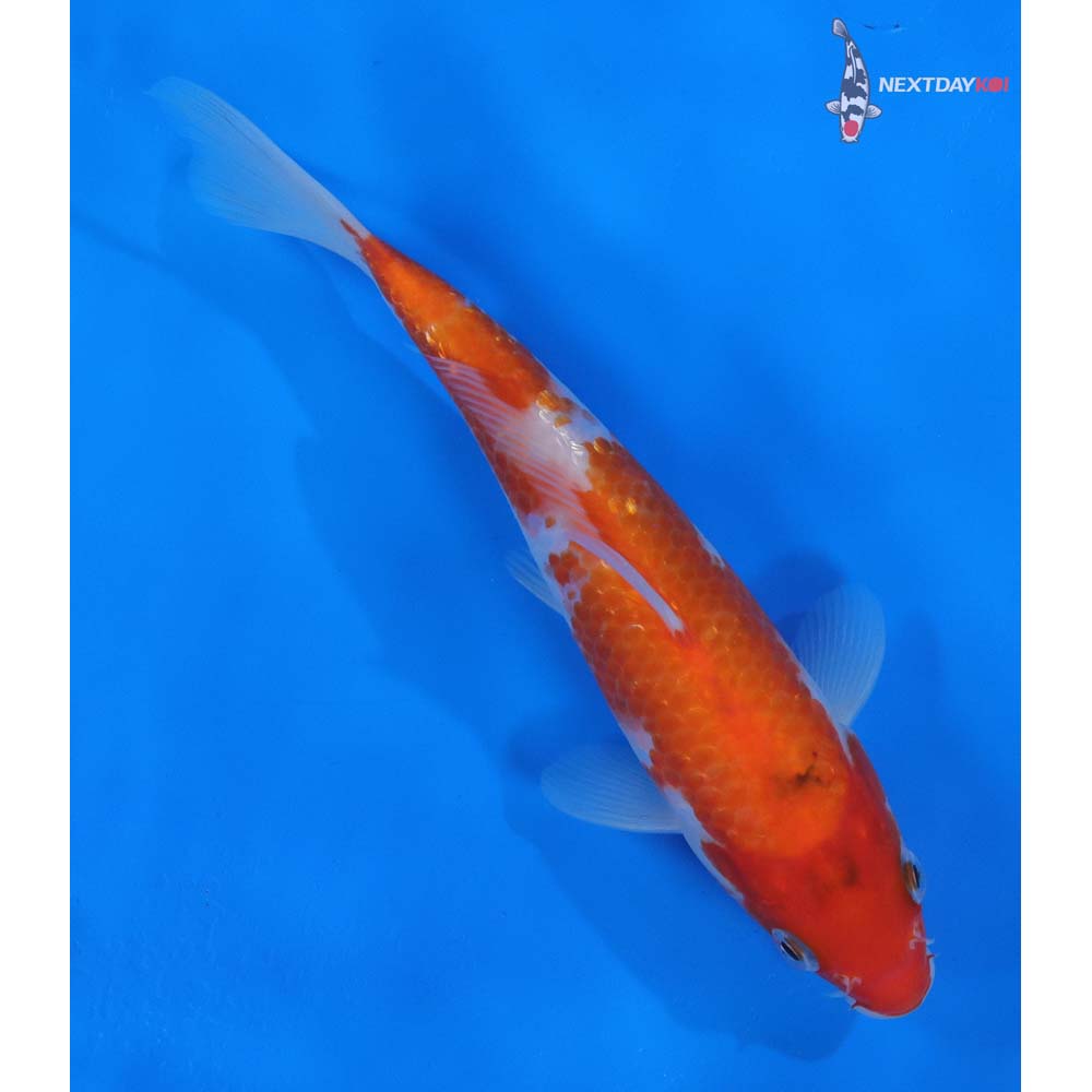 8” Imported Gin Rin Kohaku