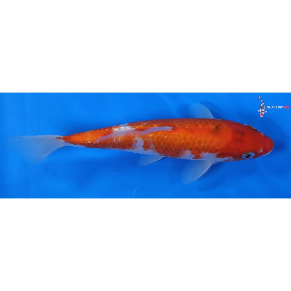 8” Imported Gin Rin Kohaku