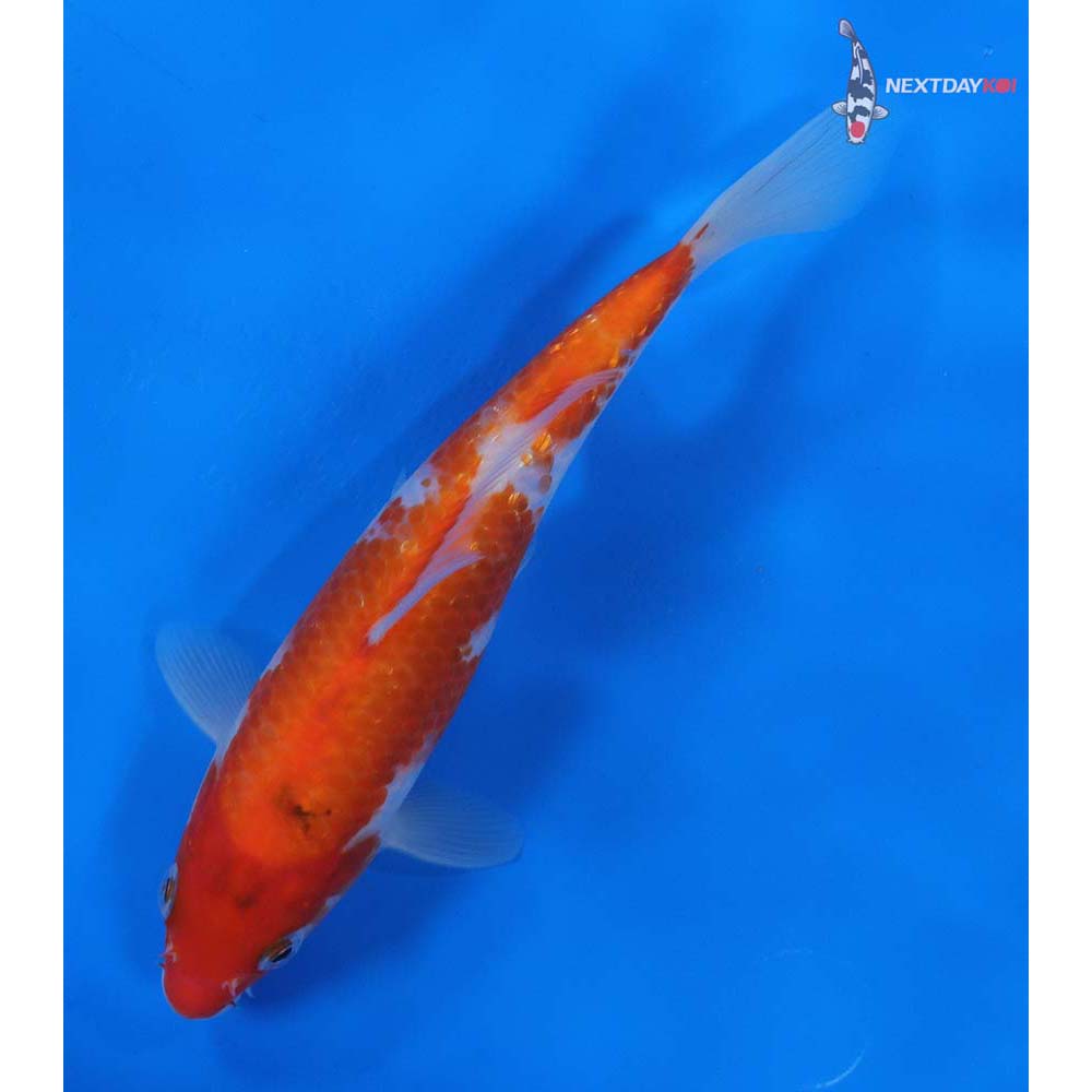 8” Imported Gin Rin Kohaku