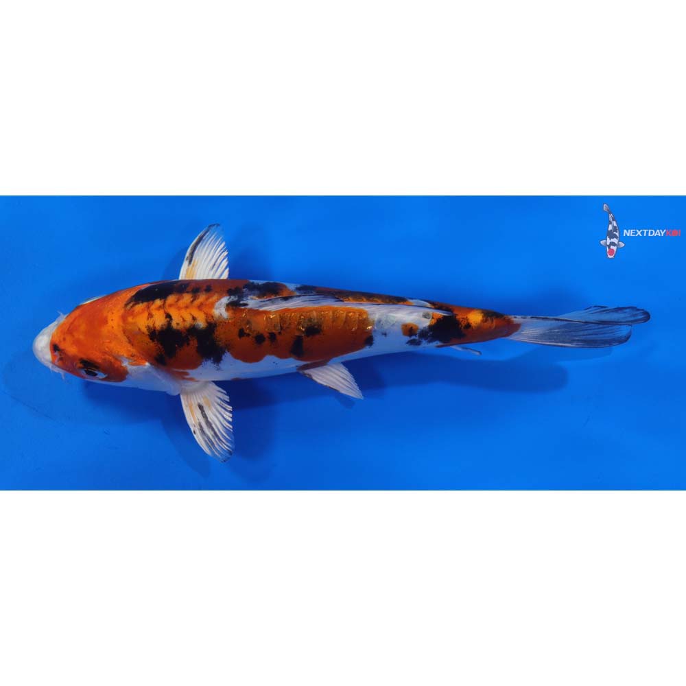 7” Imported Heisei Nishiki