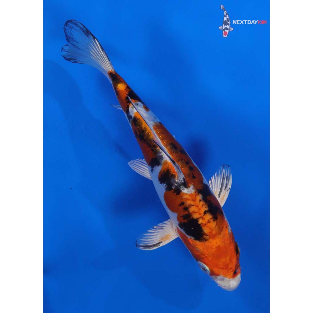7” Imported Heisei Nishiki