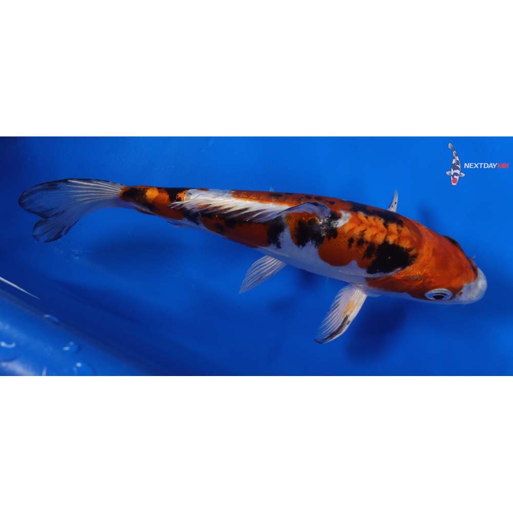 7” Imported Heisei Nishiki