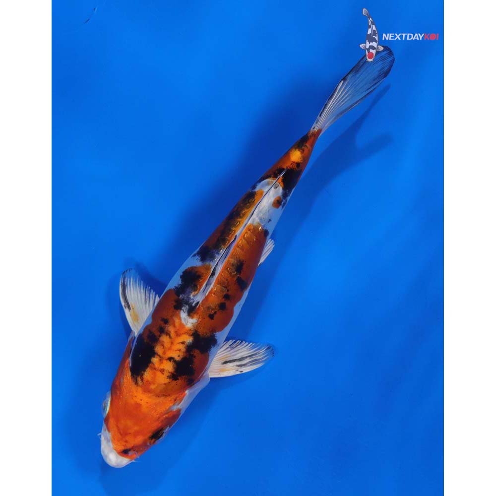 7” Imported Heisei Nishiki