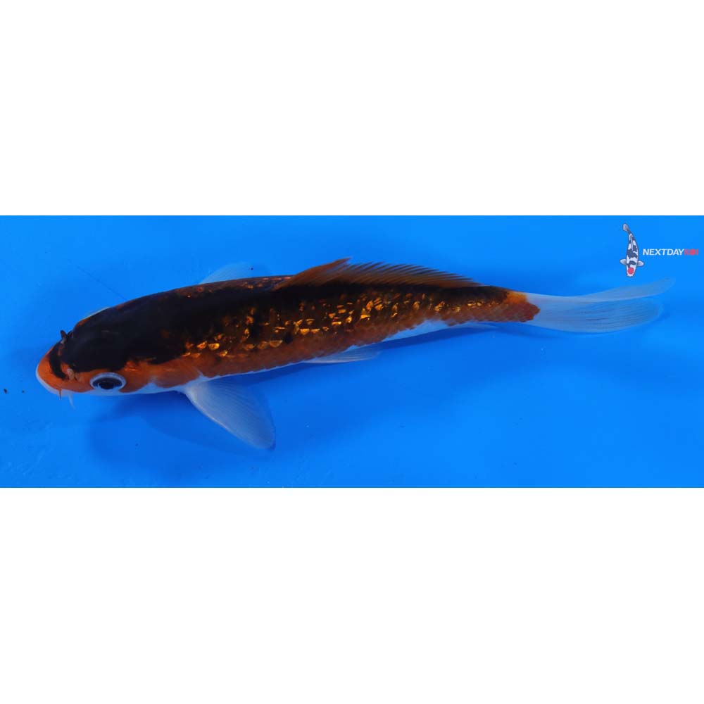 6” Imported Gin Rin Goromo