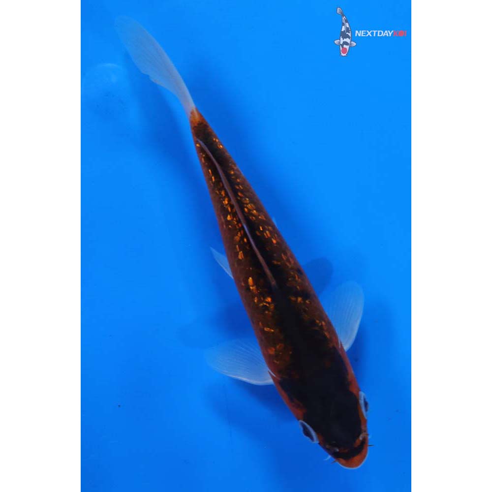 6” Imported Gin Rin Goromo