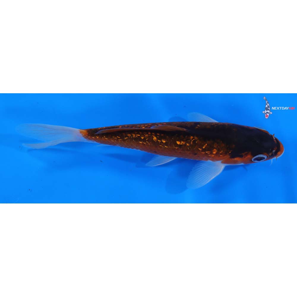 6” Imported Gin Rin Goromo