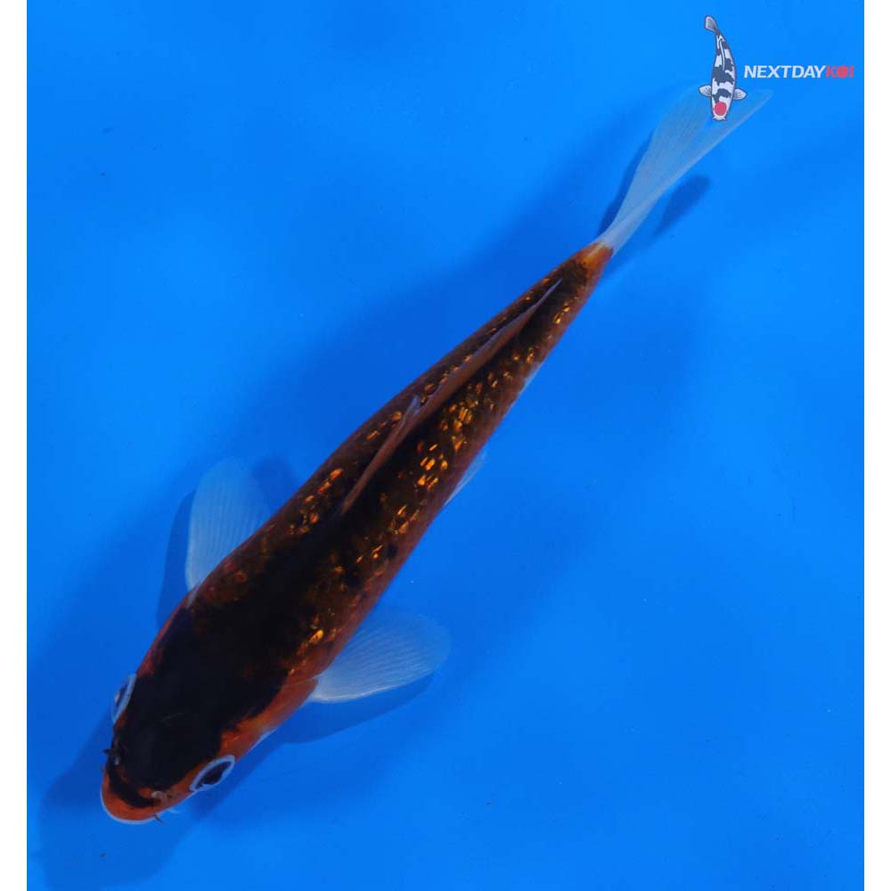 6” Imported Gin Rin Goromo