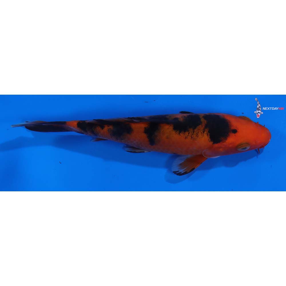 6” Imported Aka Bekko