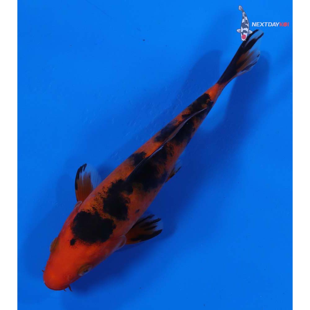 6” Imported Aka Bekko