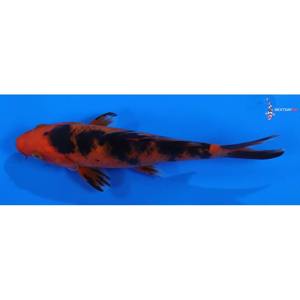 6” Imported Aka Bekko