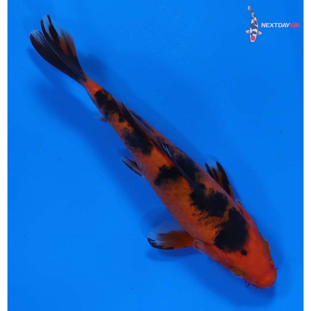 6” Imported Aka Bekko