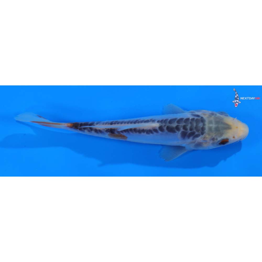 6” Imported Shusui