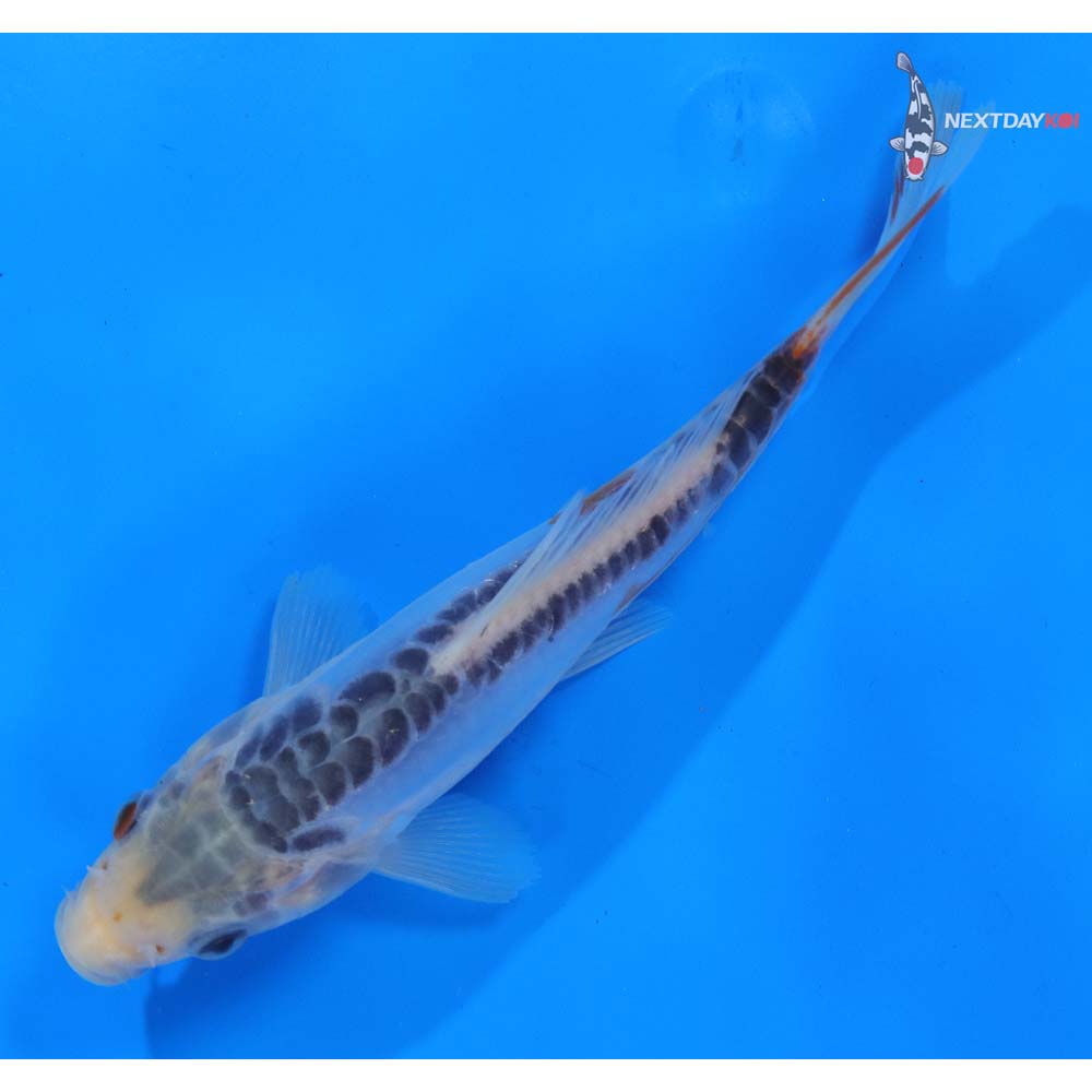 6” Imported Shusui
