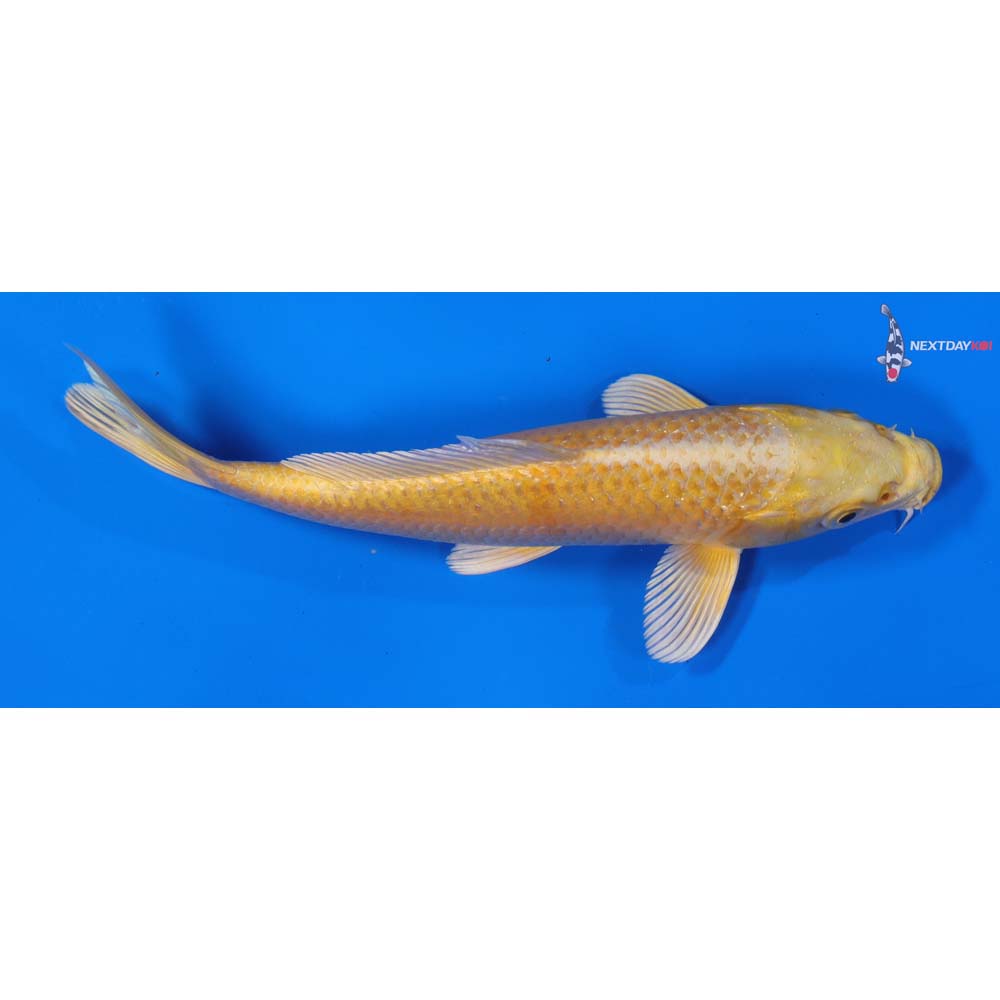 7” Imported Yamabuki Ogon