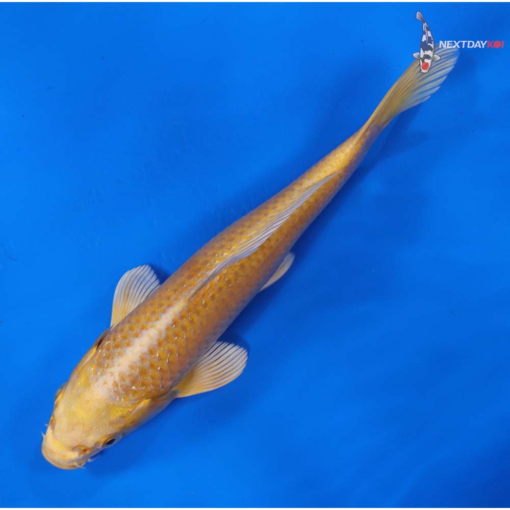7” Imported Yamabuki Ogon