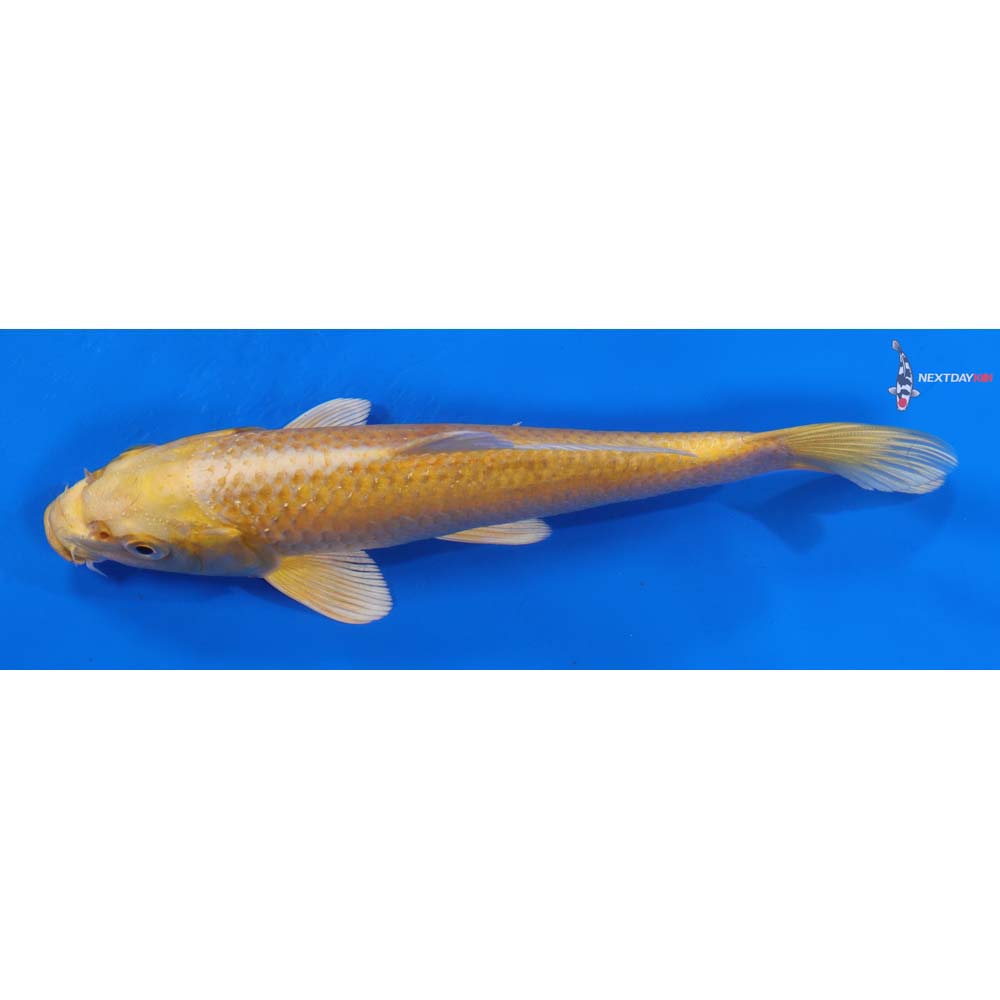 7” Imported Yamabuki Ogon