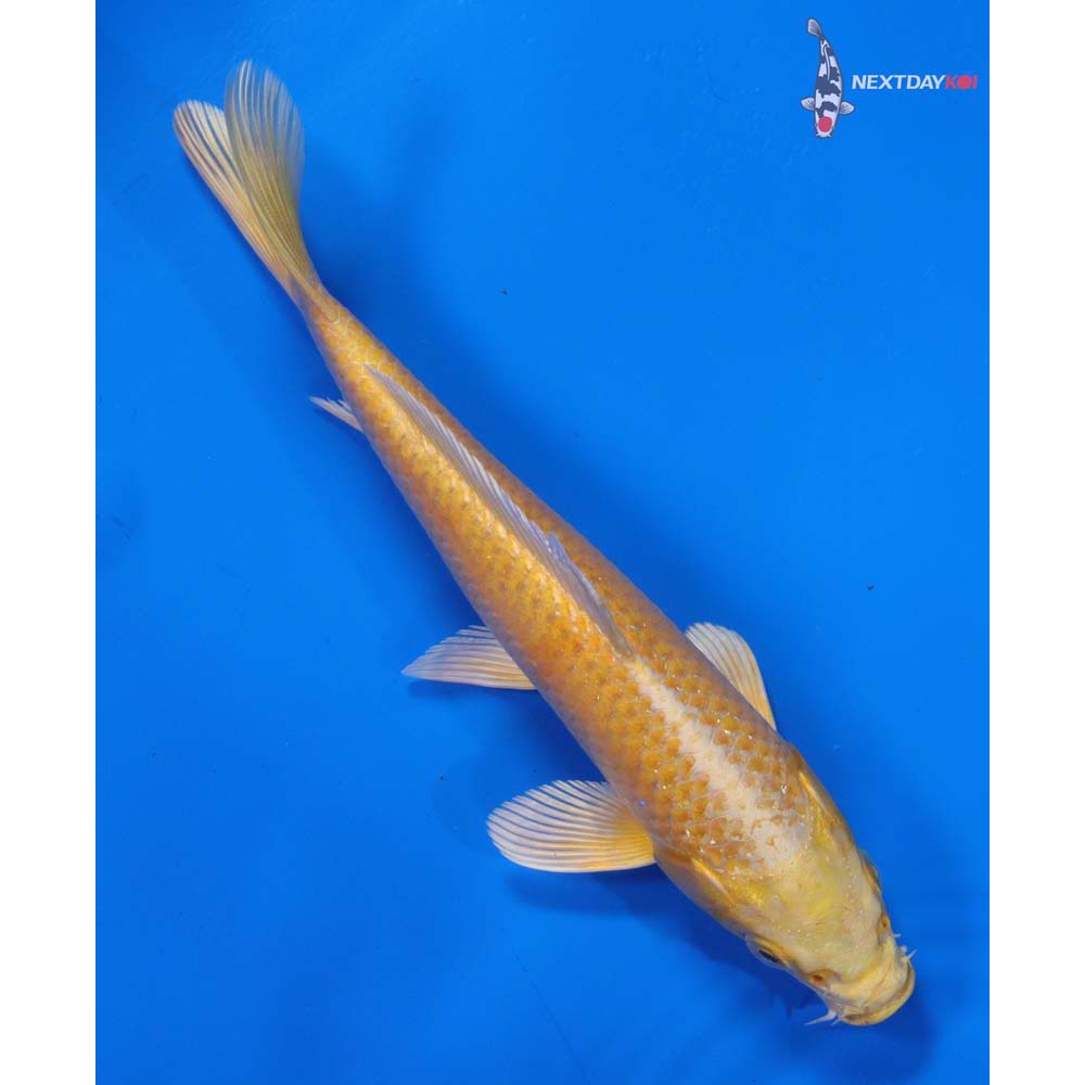 7” Imported Yamabuki Ogon