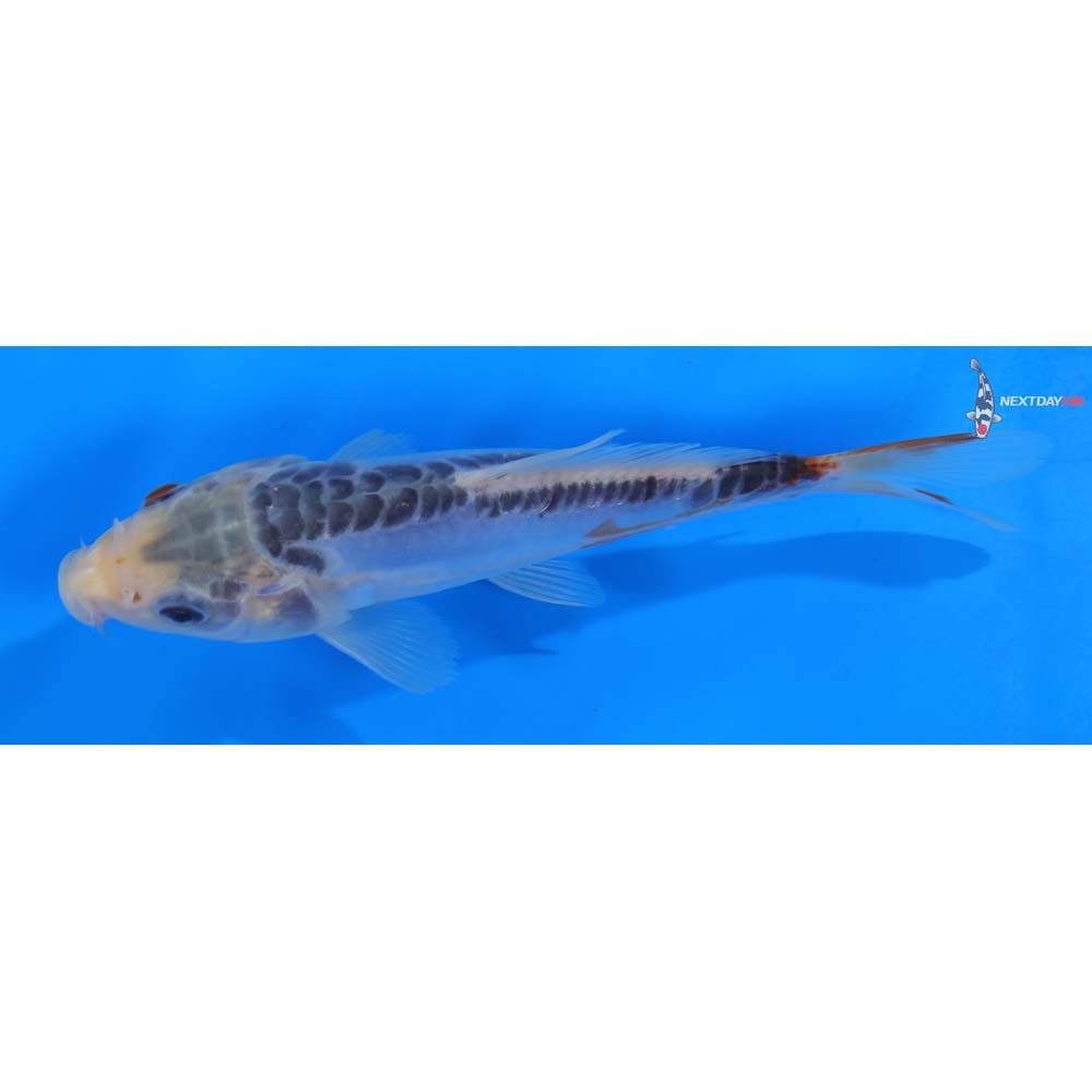 6” Imported Shusui