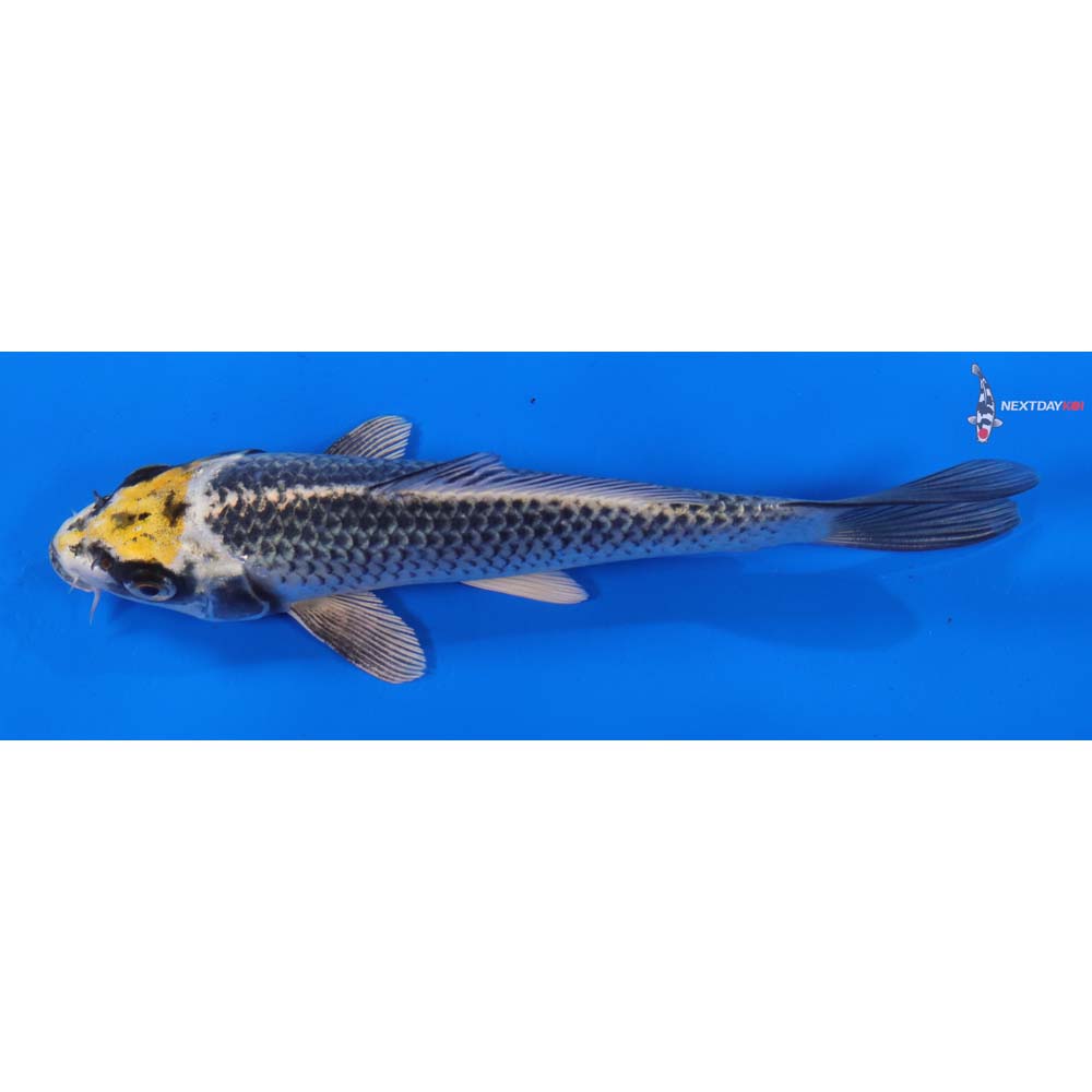 7” Imported Kujaku