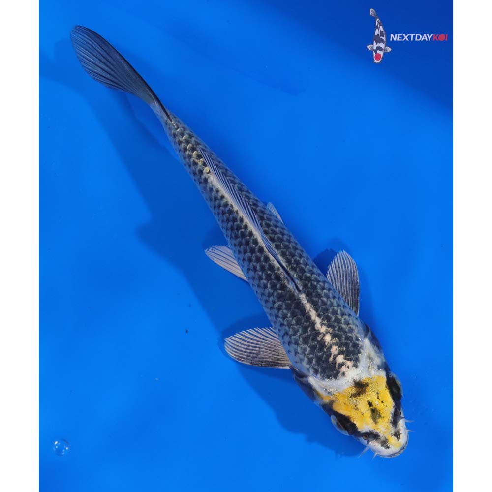 7” Imported Kujaku