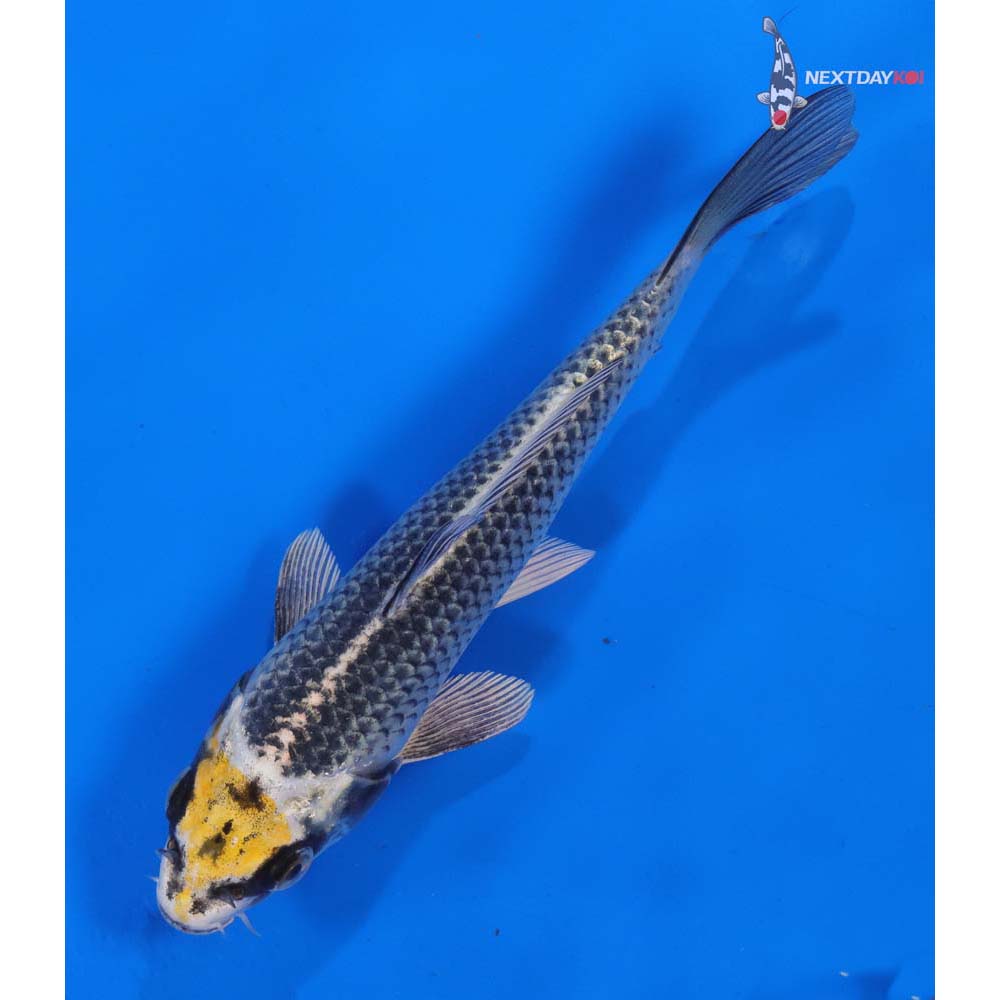 7” Imported Kujaku
