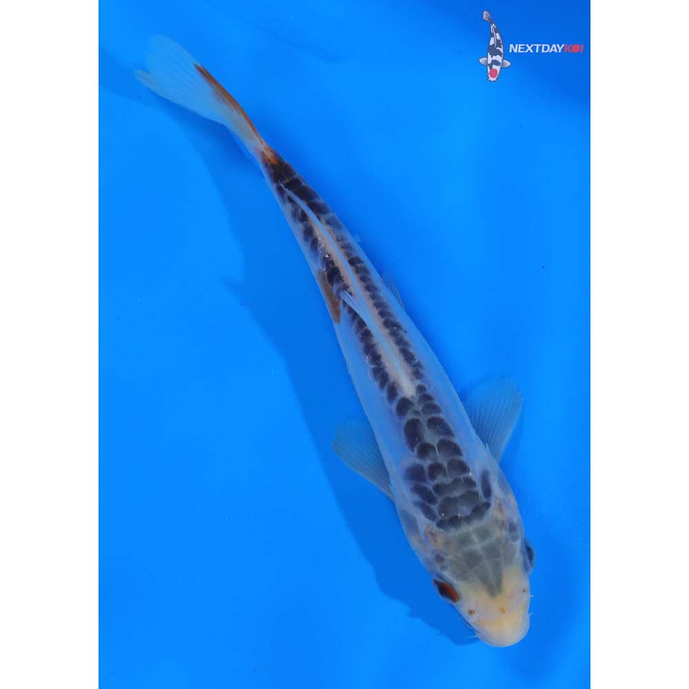 6” Imported Shusui