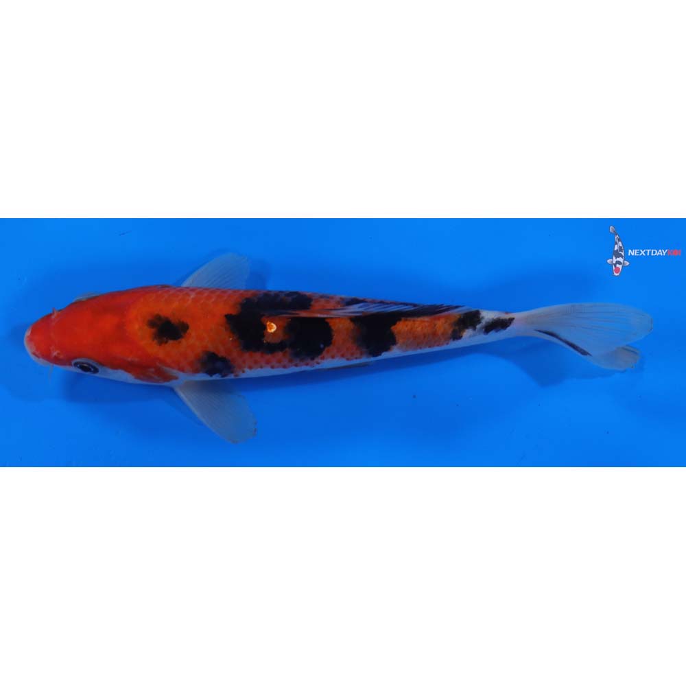 7” Imported Sanke