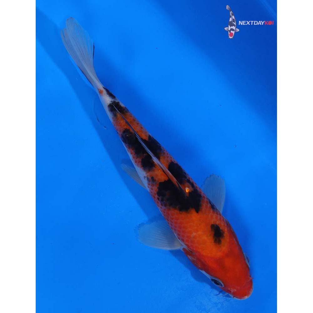 7” Imported Sanke