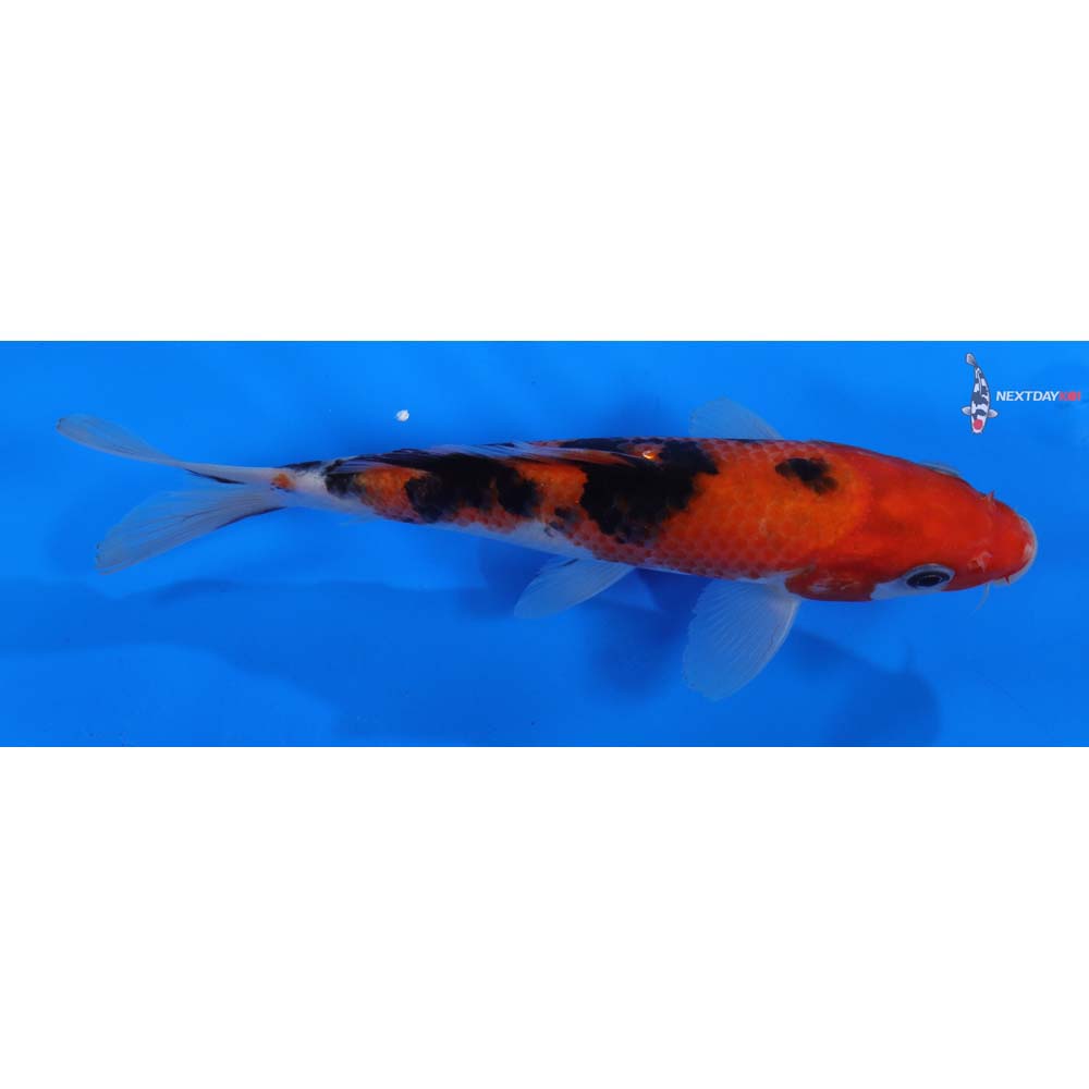7” Imported Sanke
