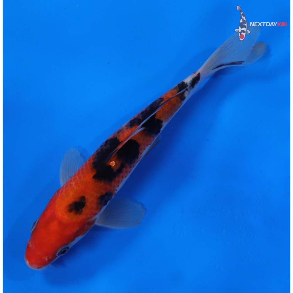 7” Imported Sanke