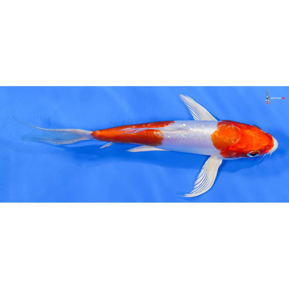 8” Imported Kikusui Butterfly Koi