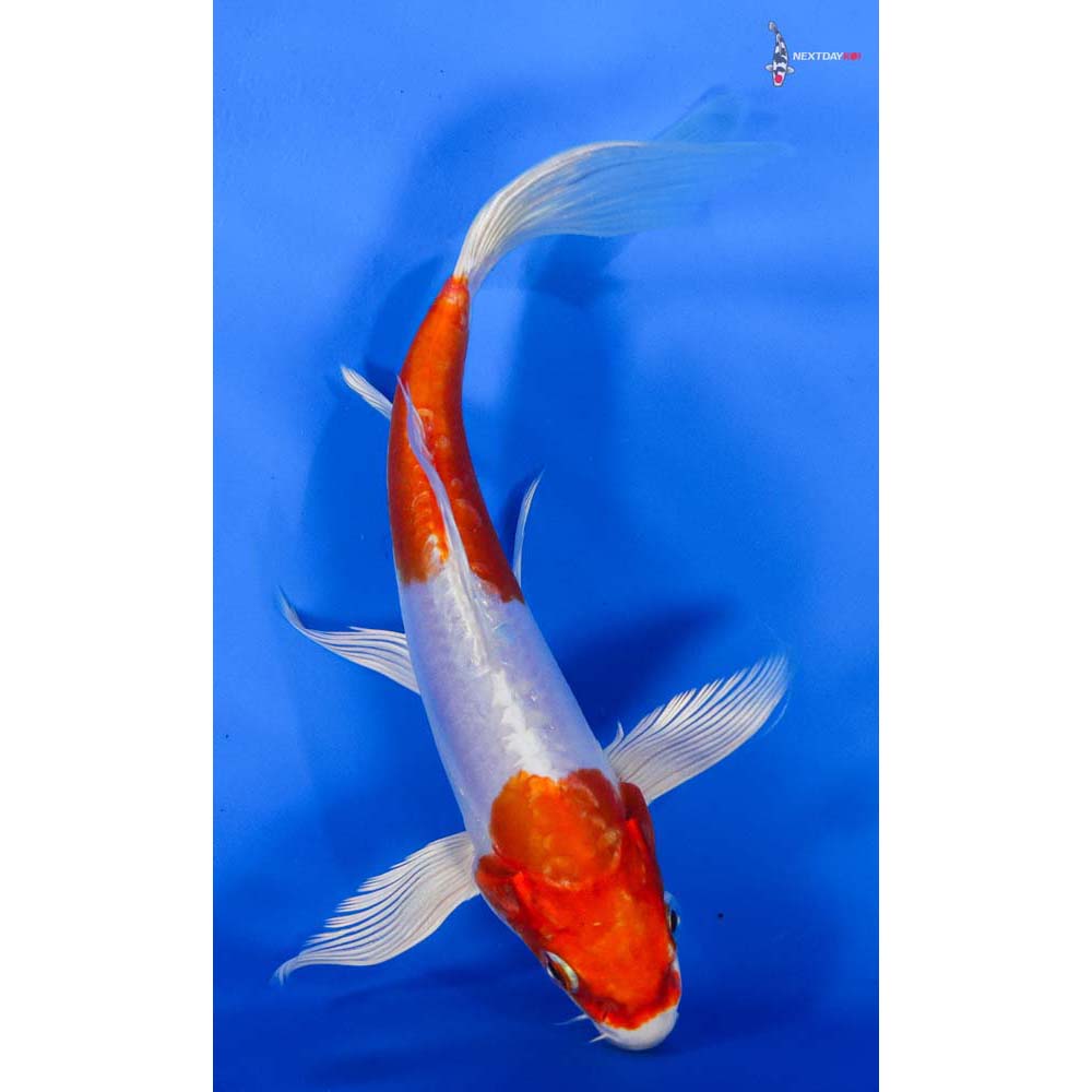 8” Imported Kikusui Butterfly Koi