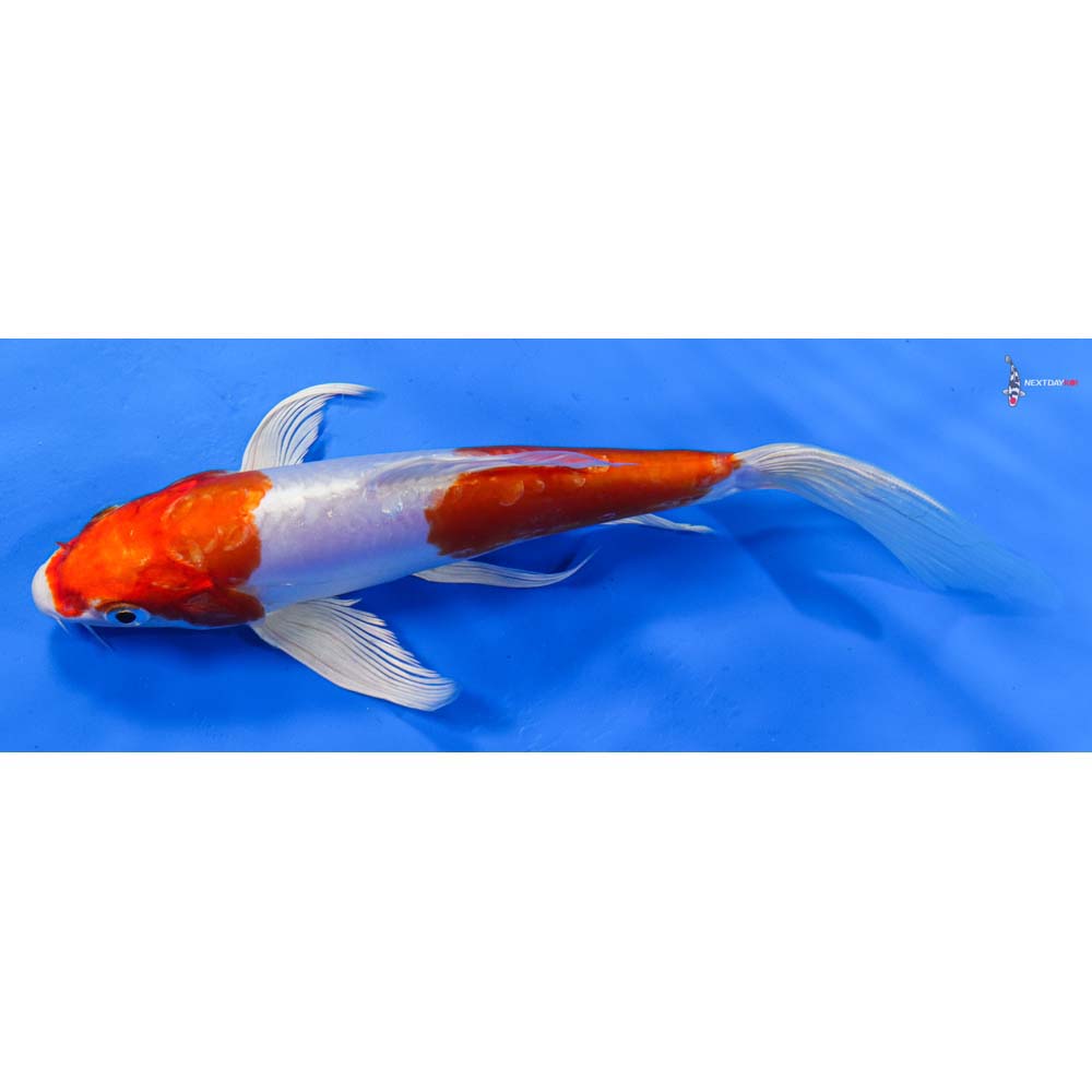 8” Imported Kikusui Butterfly Koi
