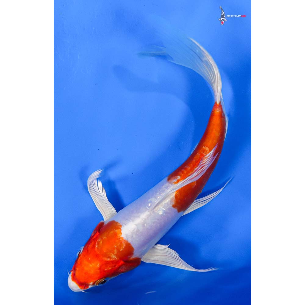 8” Imported Kikusui Butterfly Koi